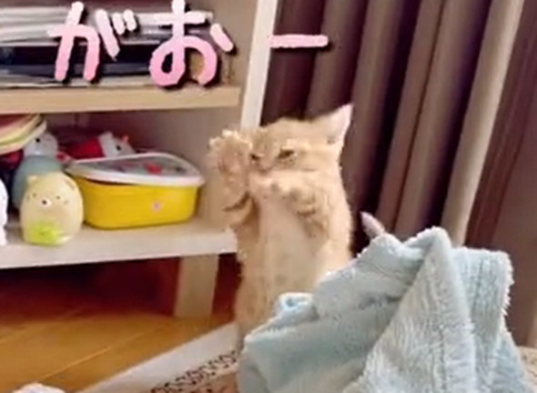 先住猫に威嚇する子猫