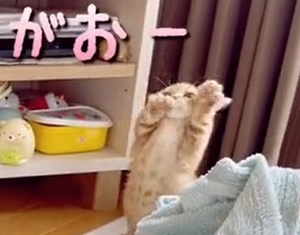 先住猫に威嚇する子猫