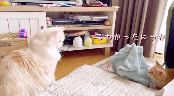 先住猫に威嚇する子猫