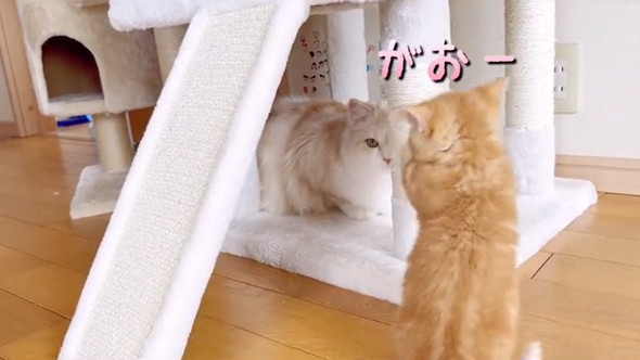 先住猫に威嚇する子猫