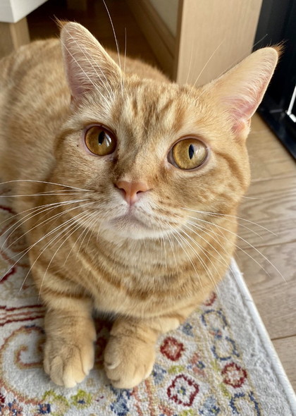 茶トラ猫アップ