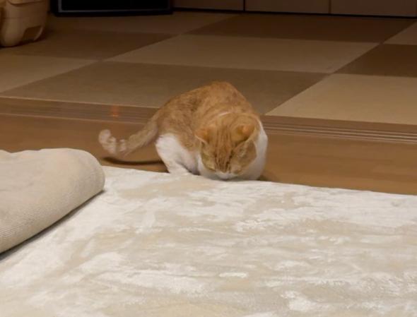 においをかぐ猫