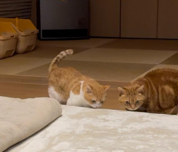 においをかぐ猫