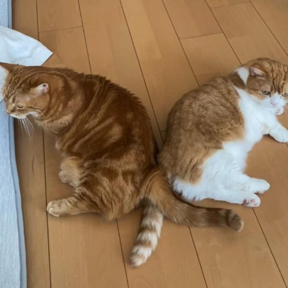 お尻をくっつける猫