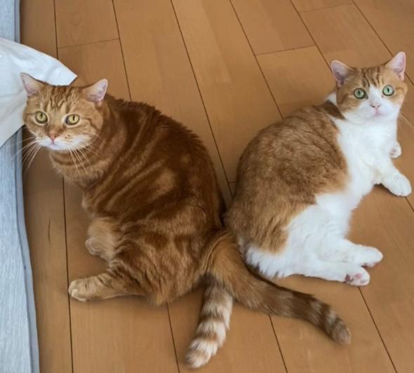 お尻をくっつける猫