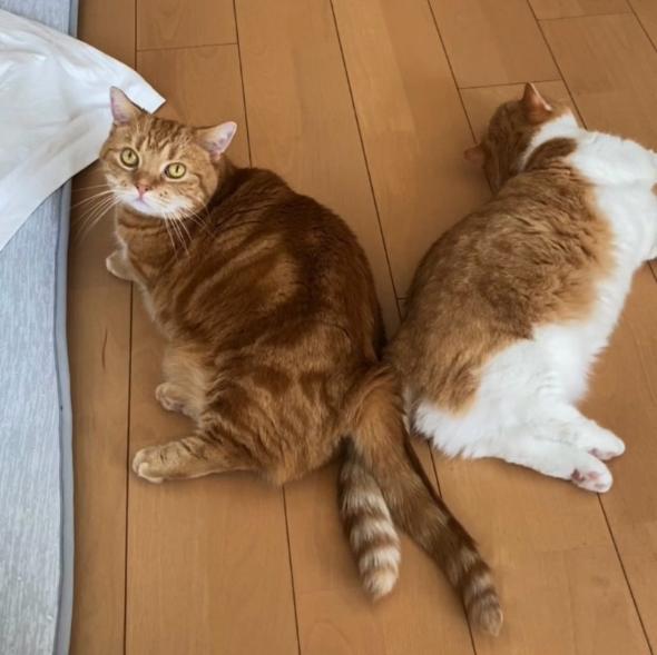 お尻をくっつける猫