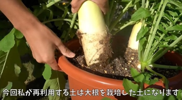 生ごみを植えて栄養たっぷりな土へ