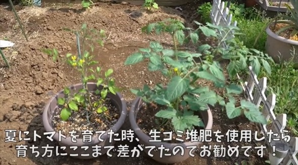 生ごみを植えて栄養たっぷりな土へ