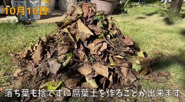 生ごみを植えて栄養たっぷりな土へ