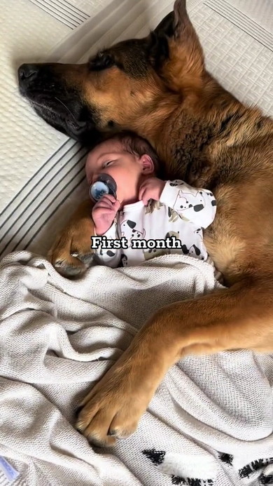 わんこと赤ちゃん