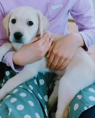 ひざの上に乗る子犬