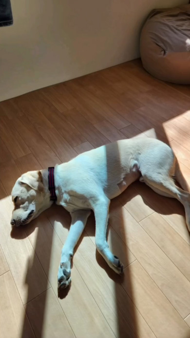 ごろんするワンコ