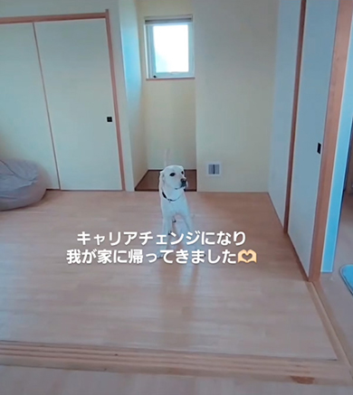 部屋中央に立つワンコ