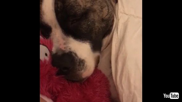 唇を震わせて眠るワンコ