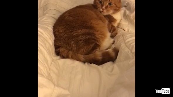 唇を震わせて眠るワンコを見る猫ちゃん