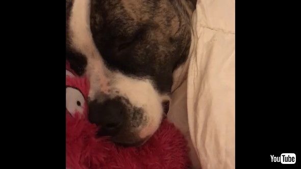 唇を震わせて眠るワンコ