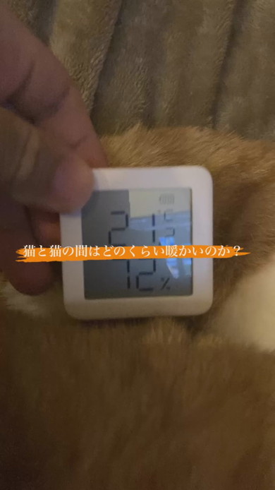 猫2匹の間に温湿度計