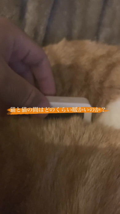 猫2匹の間に温湿度計