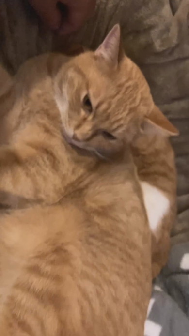 寄り添って寝る猫ちゃん2匹