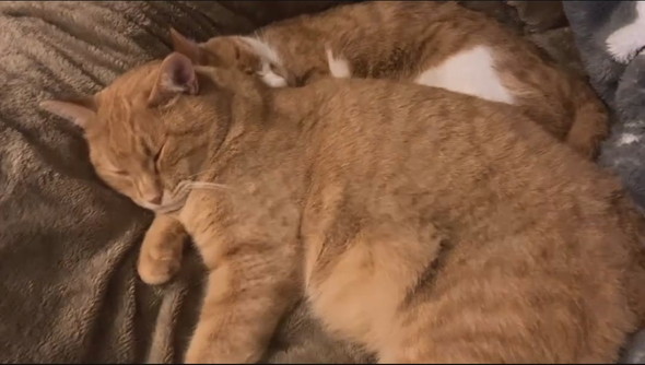 寄り添って寝る猫ちゃん2匹