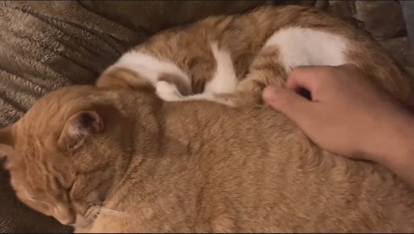 寄り添って寝る猫ちゃん2匹