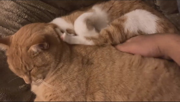 寄り添って寝る猫ちゃん2匹の間に手を入れる飼い主さん