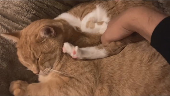 寄り添って寝る猫ちゃん2匹の間に手を入れる飼い主さん