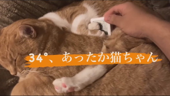 寄り添って寝る猫ちゃん2匹の間から取り出す温湿度計