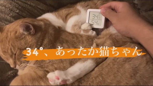寄り添って寝る猫ちゃん2匹の間から取り出す温湿度計
