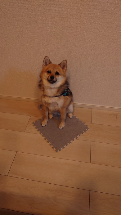ジョイントマットの上に座るワンコ