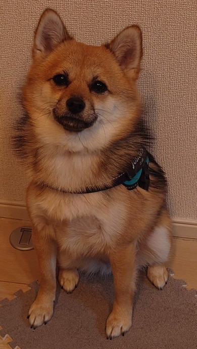 ジョイントマットの上に座るワンコ