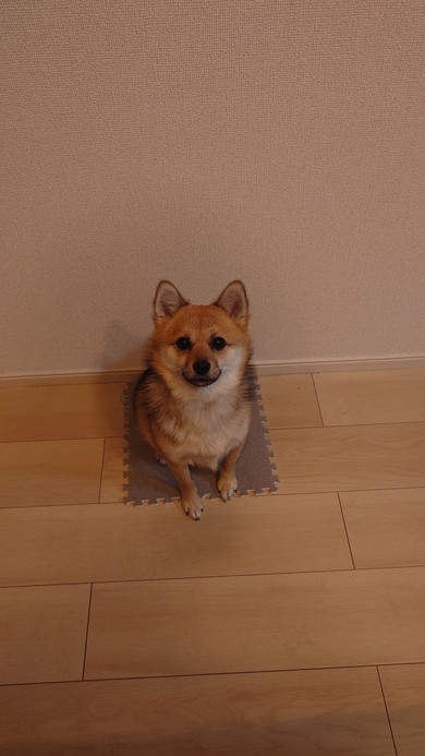 ジョイントマットの上に座るワンコ