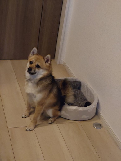 犬用ベッドの前で座るワンコ