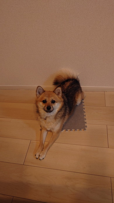 ジョイントマットの上でくつろぐワンコ