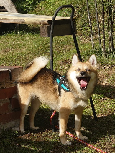 お外で笑顔のワンコ