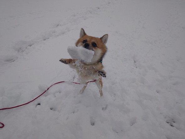 雪で遊ぶワンコ