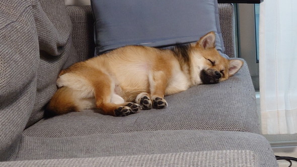 ソファで寝るワンコ