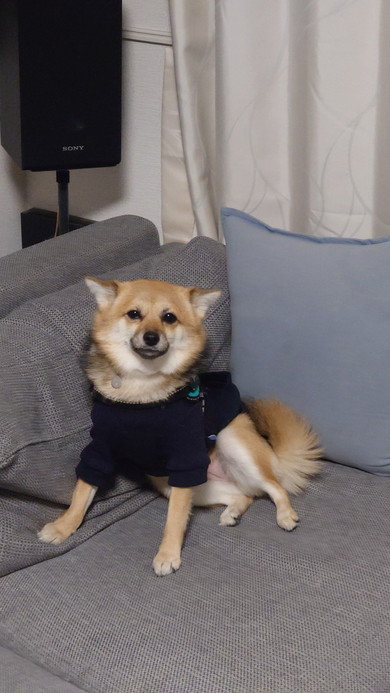 ソファの上でくつろぐワンコ