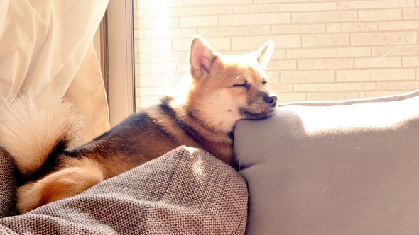 日なたぼっこ中のワンコ