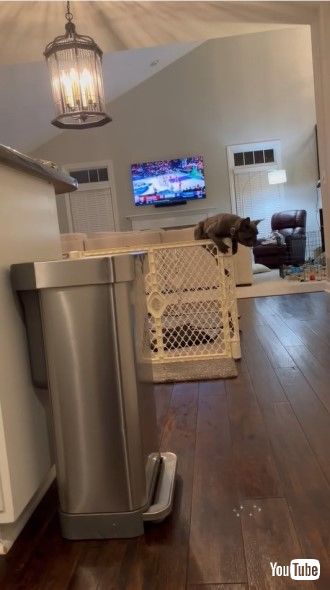 ケージから脱走する子犬