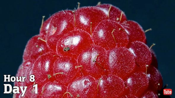 タイムラプス 実験 観察