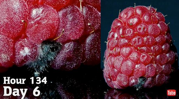 タイムラプス 実験 観察