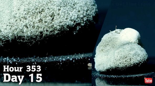 タイムラプス 実験 観察