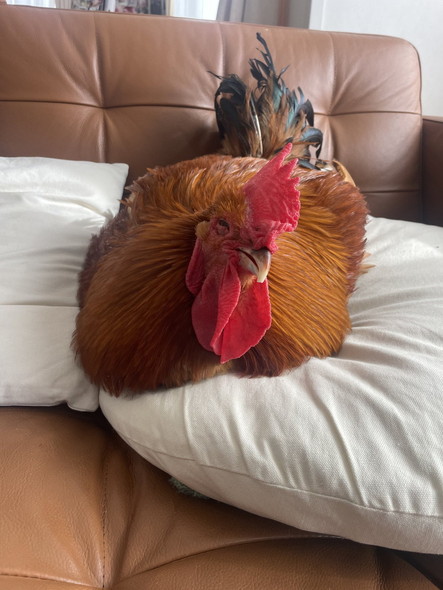 枕にニワトリ