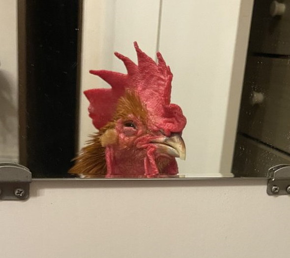 鏡を見るニワトリ