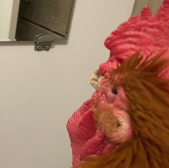 鏡を見るニワトリ