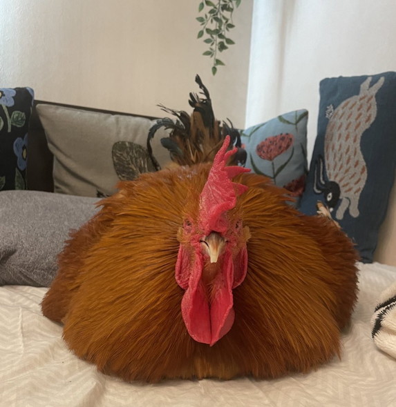 大きなニワトリ