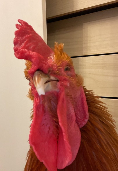 ニワトリキメ顏