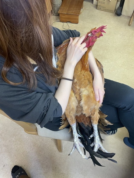 抱っこされるニワトリ