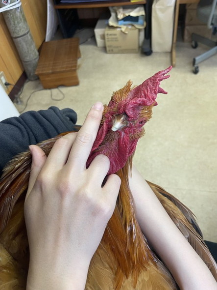 ニワトリアップ